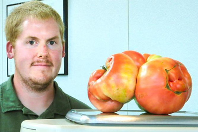 Американец вырастил самый большой в мире помидор