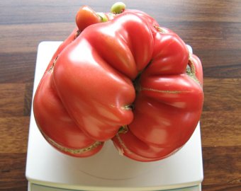 Американец вырастил самый большой в мире помидор