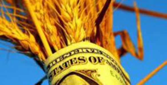 Цены на пшеницу достигли 4-летнего минимума