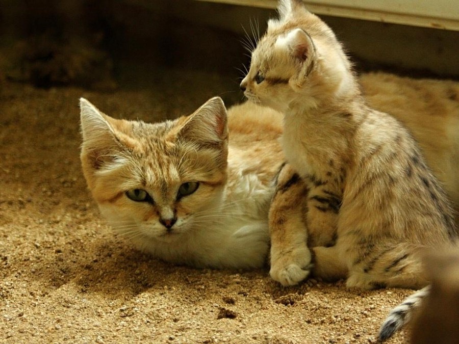 Даже когда взрослеют, эти кошки выглядят как котята