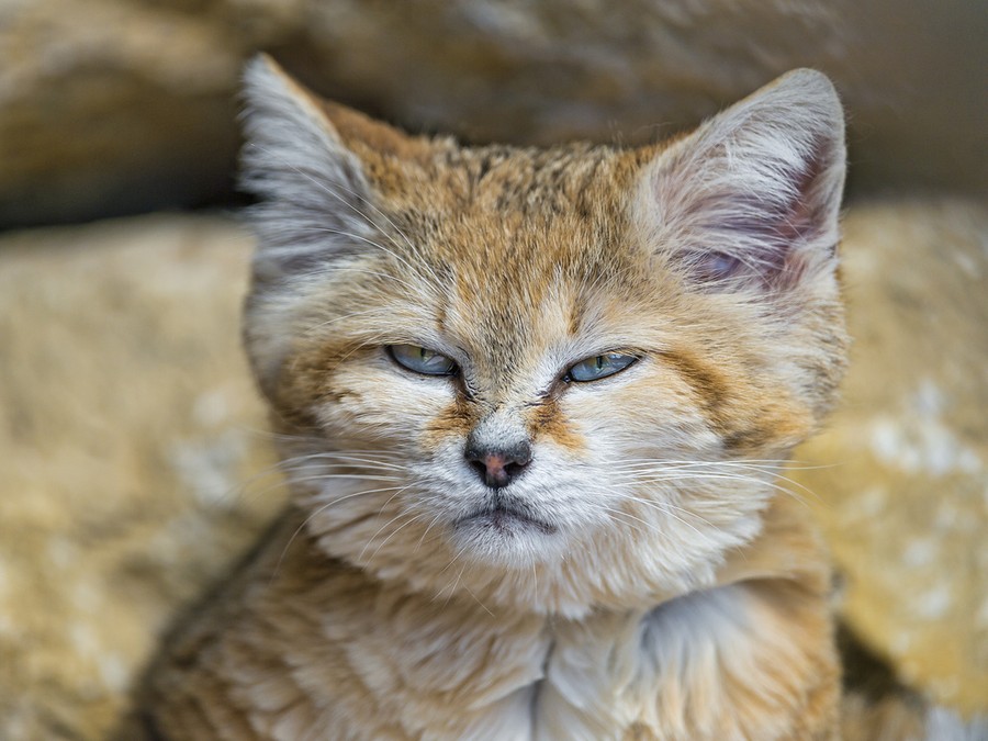 Даже когда взрослеют, эти кошки выглядят как котята