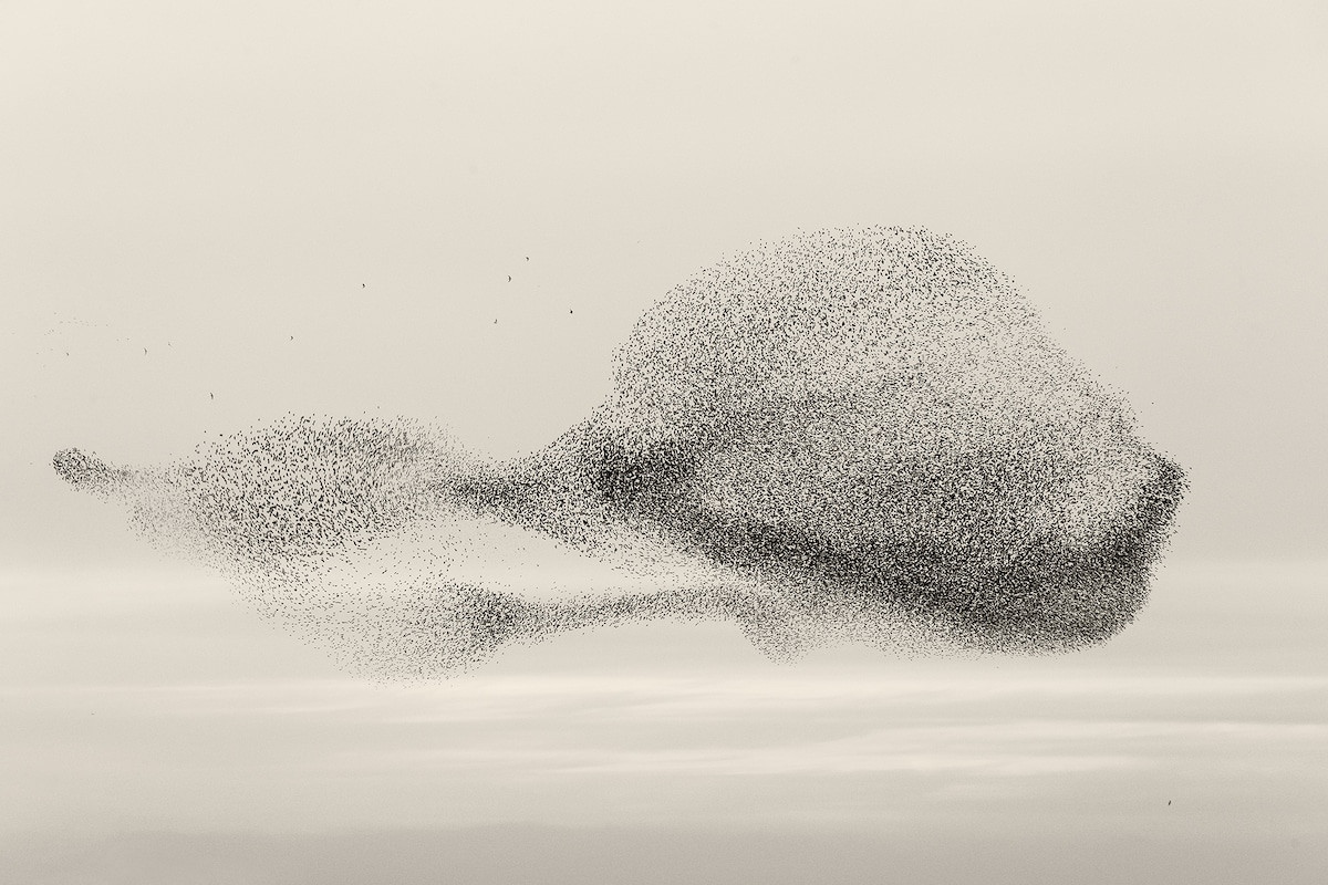Фотограф пытается запечатлеть самые невероятные мурмурации птиц