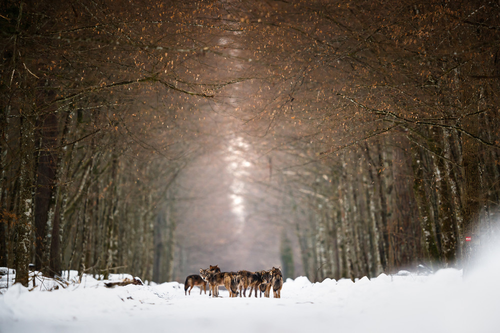 Победители фотоконкурса REDISCOVER Nature 2020