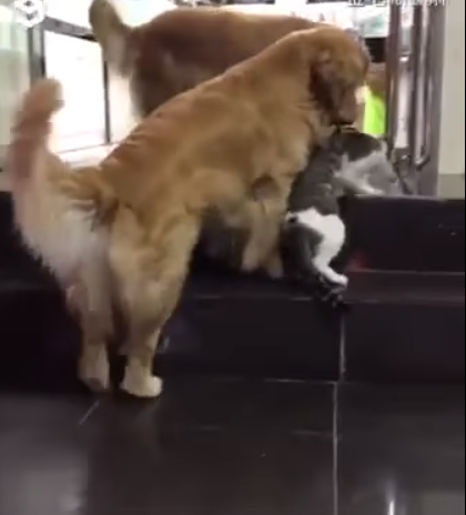 Заботливый пес оберегает своего друга кота. ВИДЕО