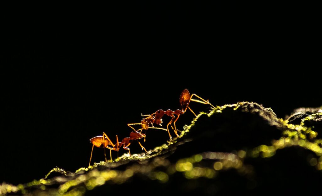 Лучшие снимки года по версии британского фотоконкурса Capturing Ecology. Фото