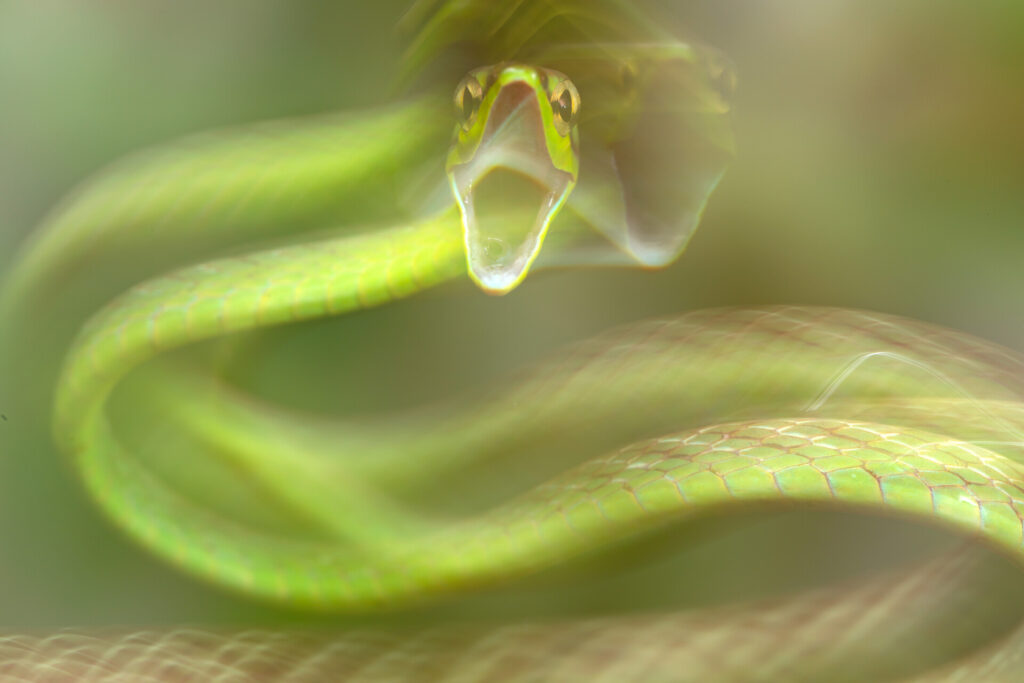 Лучшие снимки года по версии британского фотоконкурса Capturing Ecology. Фото