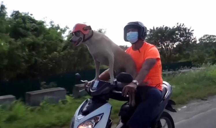 Забавный пес-байкер стал популярным тревел-блогером. ВИДЕО