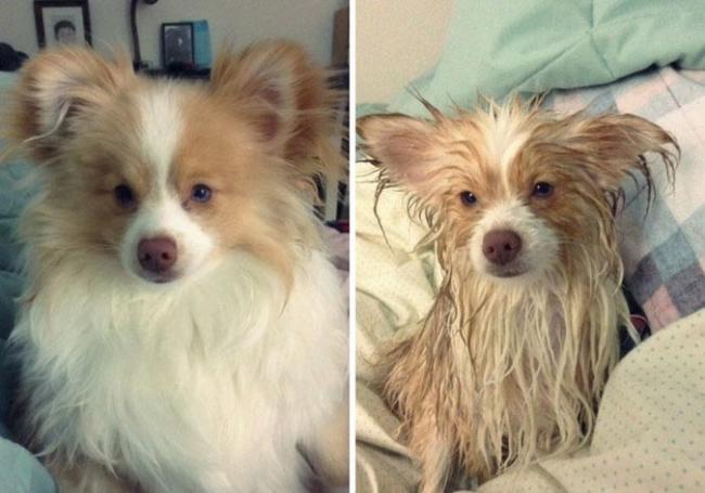 15 смешных животных до и после принятия ванной (ФОТО)