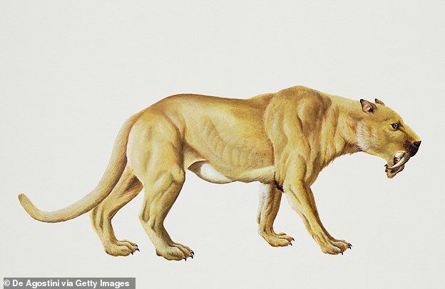 В США воссоздали скелет саблезубого тигра, жившего 37 млн лет назад. Фото