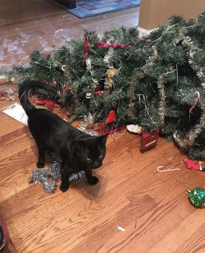 Битва котиков против новогодних ёлок