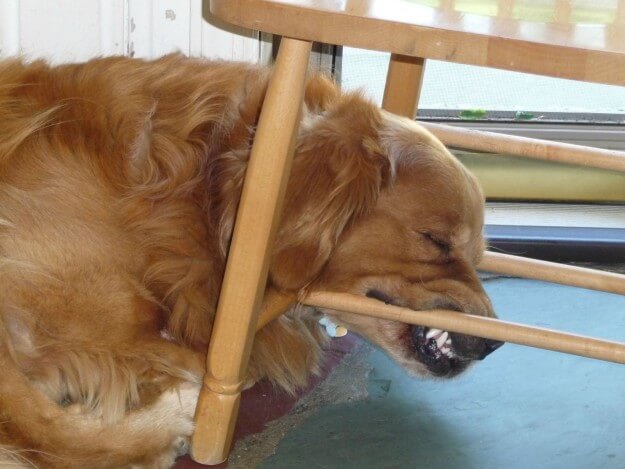 Фото забавных собак, способных уснуть в абсолютно разных местах. ФОТО