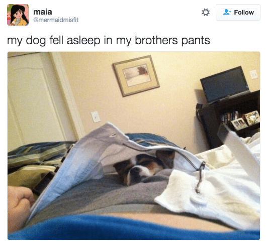 Фото забавных собак, способных уснуть в абсолютно разных местах. ФОТО