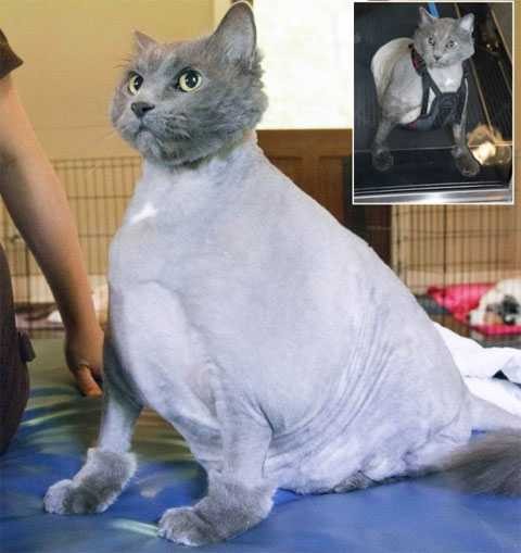 Растолстевшего кота весом 14 кг заставили заниматься спортом