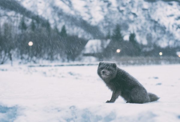 Зимний позитив: как животные радуются снегу. ФОТО