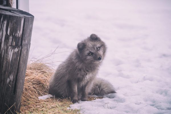 Зимний позитив: как животные радуются снегу. ФОТО