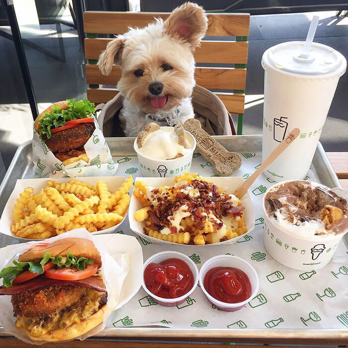 Некогда голодающая бездомная собака теперь каждый день обедает в ресторанах. ФОТО