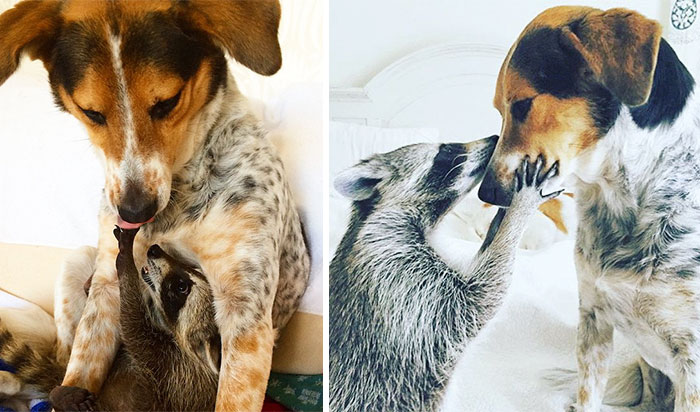 Трогательные фото До и После животных, выросших вместе. ФОТО