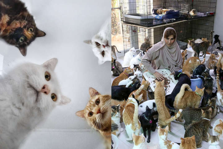 Женщина живет под одной крышей с 480 кошками и 12 собаками. ФОТО