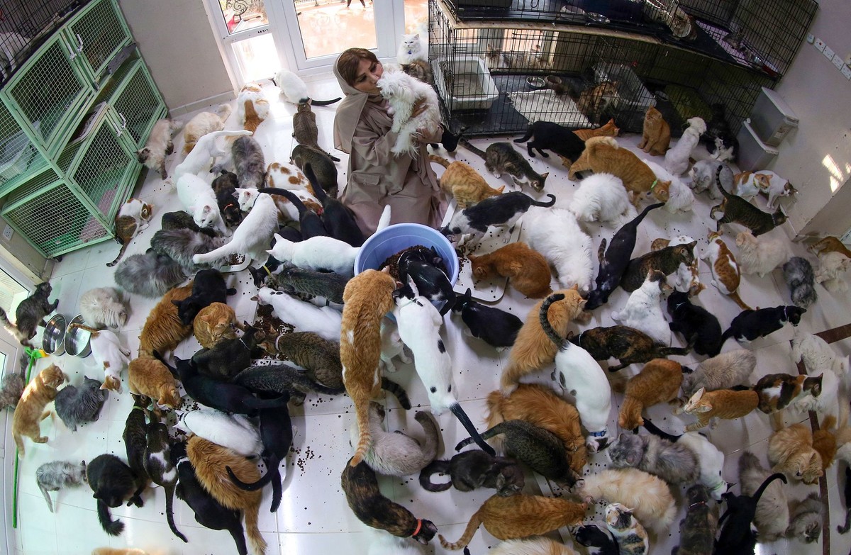 Женщина живет под одной крышей с 480 кошками и 12 собаками. ФОТО