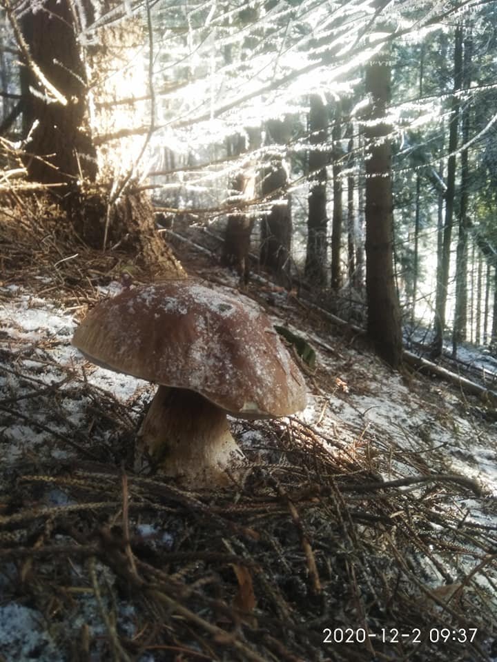 Чудеса в украинском лесу: мужчина посреди зимы наткнулся на невероятную находку. ФОТО