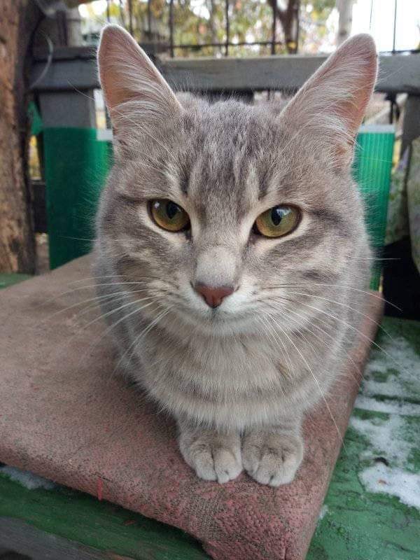 Вышел из сказки: в Запорожье живёт кот, который умеет улыбаться. ФОТО