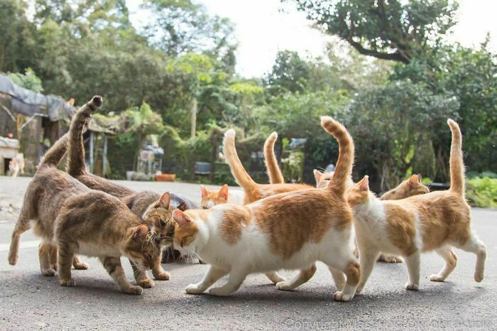 Уличные котики Токио на снимках Масаюки Оки