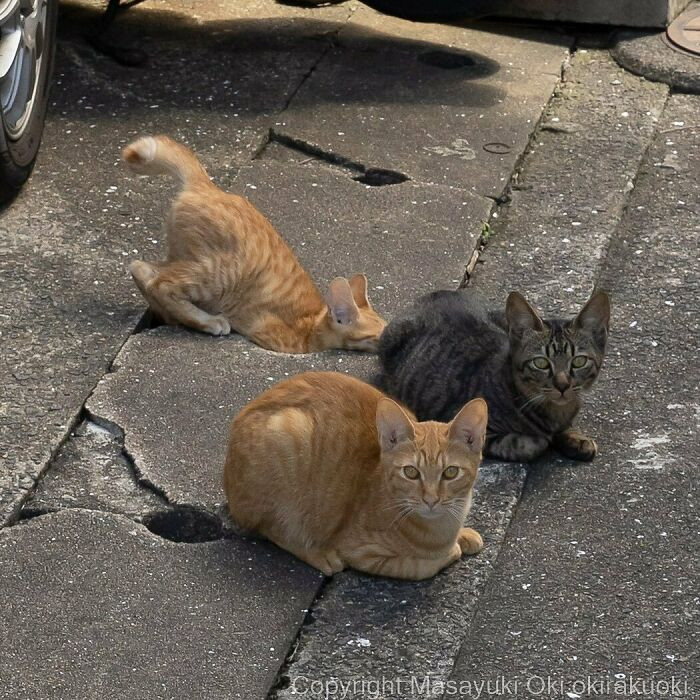 Уличные котики Токио на снимках Масаюки Оки