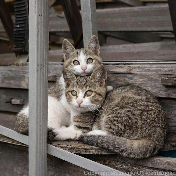 Уличные котики Токио на снимках Масаюки Оки