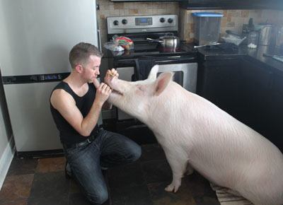 Канадцы вырастили в квартире потешную свинку весом 200 кг. ФОТО