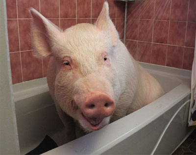 Канадцы вырастили в квартире потешную свинку весом 200 кг. ФОТО
