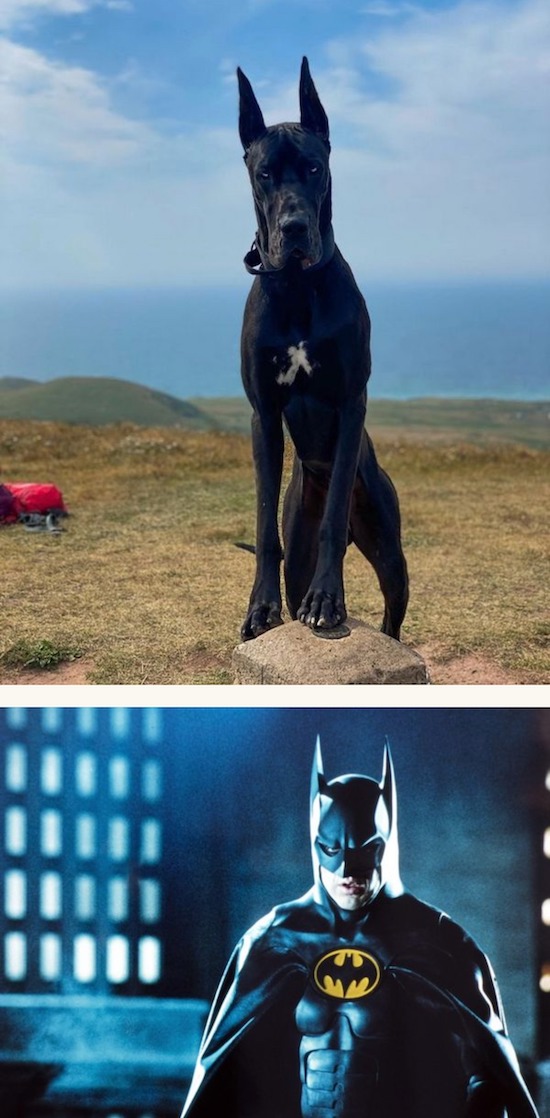 Собака стала звездой сети благодаря сходству с Бэтменом. ФОТО