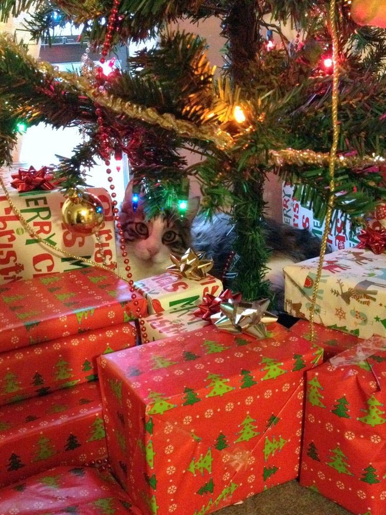 20 смешных котов празднующих Рождество и Новый год