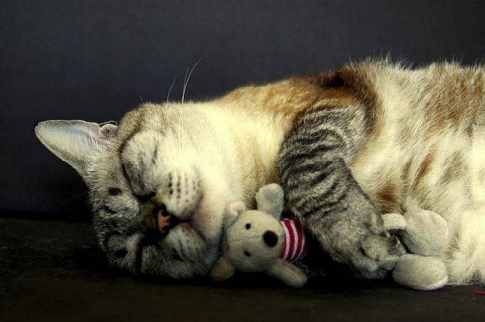 Котику приятнее засыпать с плюшевой игрушкой