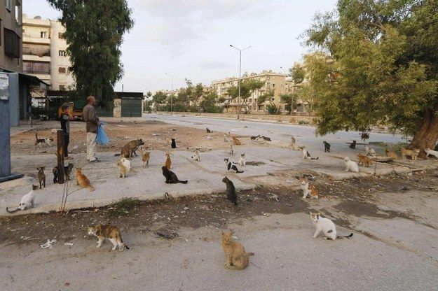 Сириец ежедневно возвращается в горячую точку, чтобы покормить бездомных котов. ФОТО