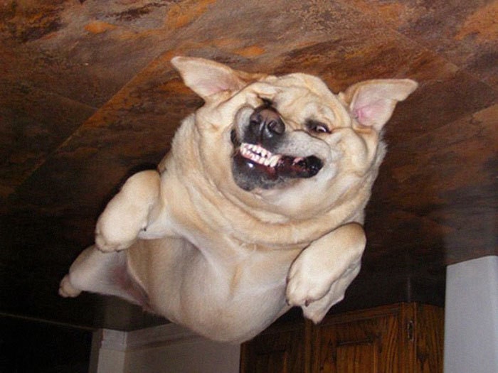 Забавный флешмоб: хозяева собакенов переворачивают фото своих питомцев, лежащих на полу. ФОТО