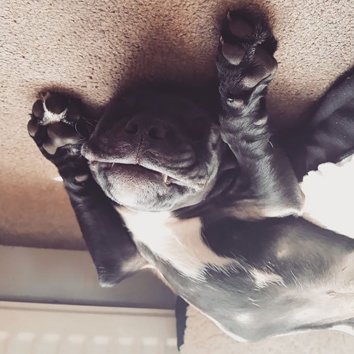 Забавный флешмоб: хозяева собакенов переворачивают фото своих питомцев, лежащих на полу. ФОТО
