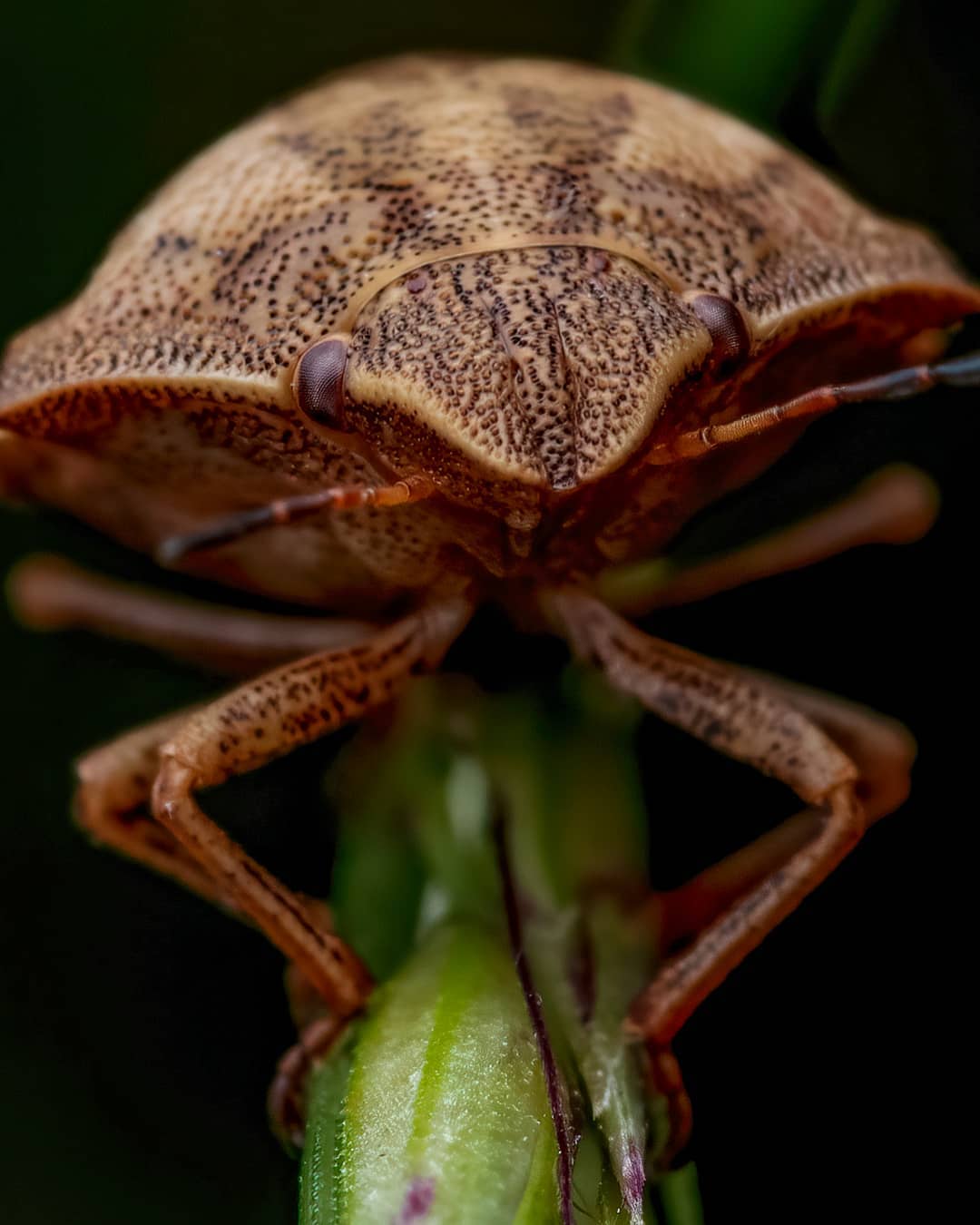 Удивительные макроснимки насекомых от Рори Джеймса Льюиса