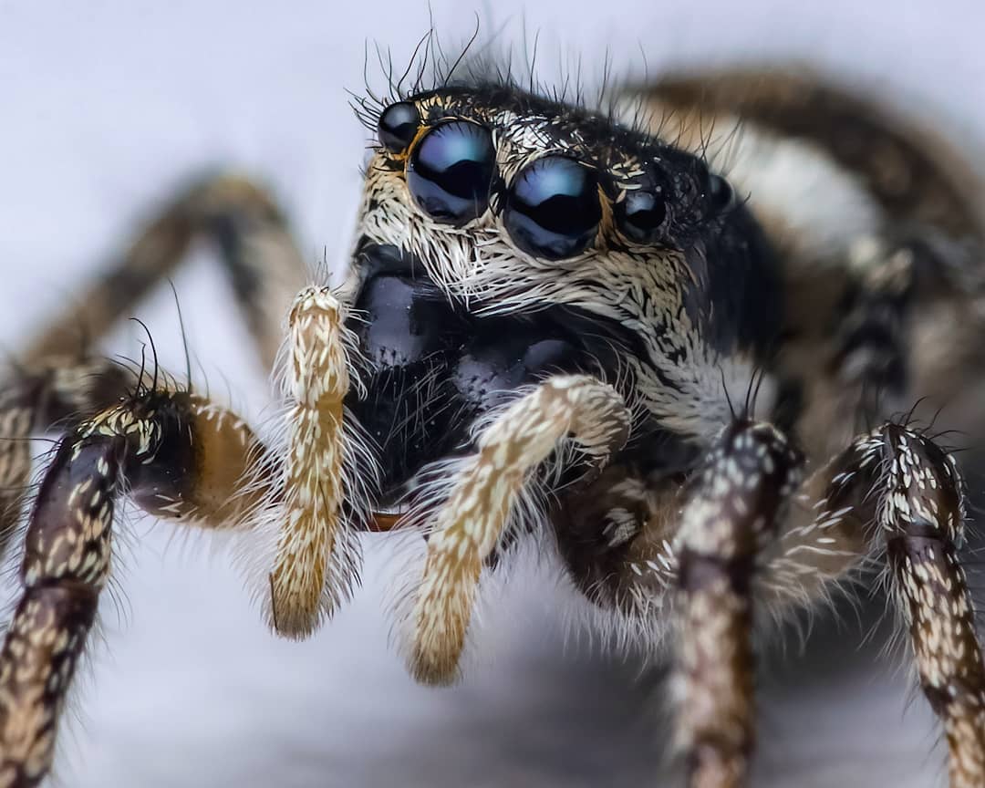 Удивительные макроснимки насекомых от Рори Джеймса Льюиса