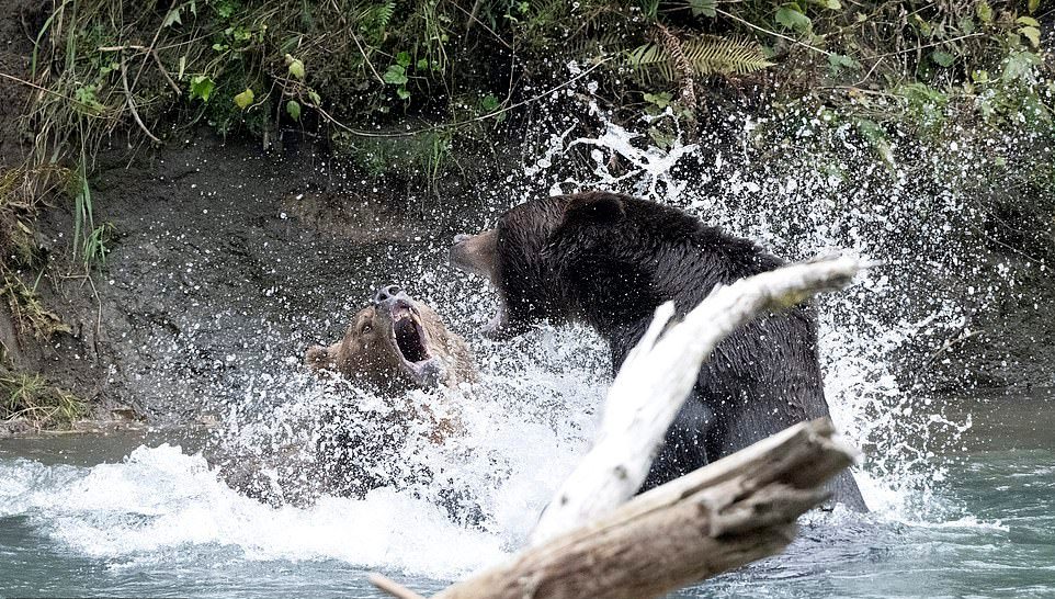 Медведи гризли подрались за право ловить лосося в канадской реке