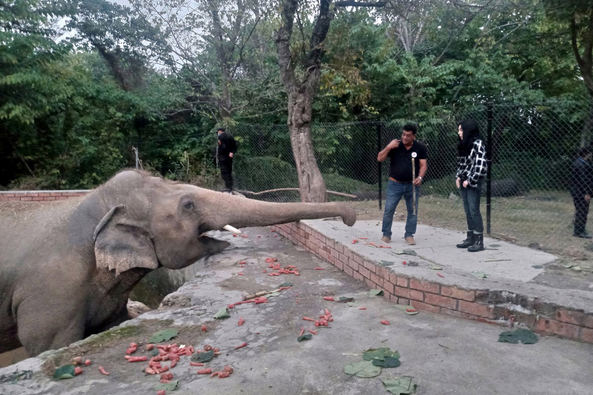 В Пакистане закрылся худший зоопарк в мире