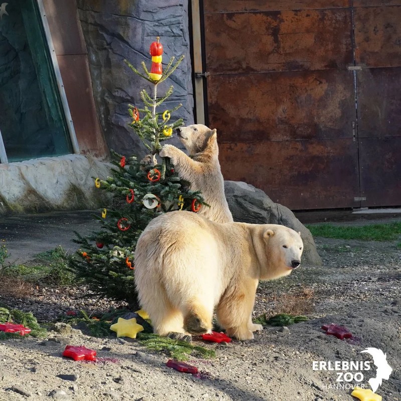 Обитатели зоопарка в Германии получили рождественские подарки. Фото