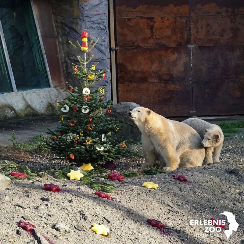 Обитатели зоопарка в Германии получили рождественские подарки. Фото