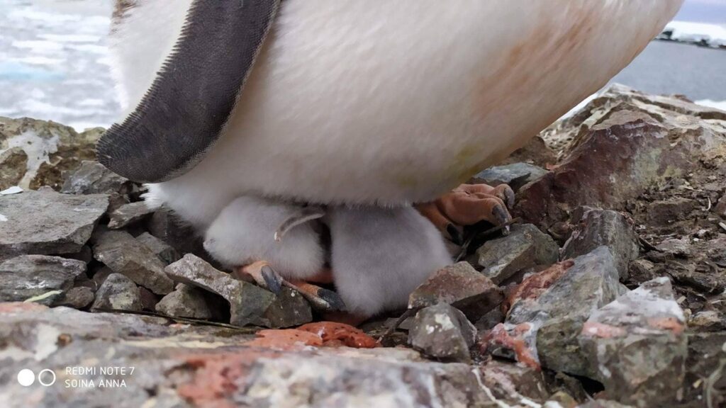В Антарктиде возле украинской станции Академик Вернадский родились пингвинята. Фото