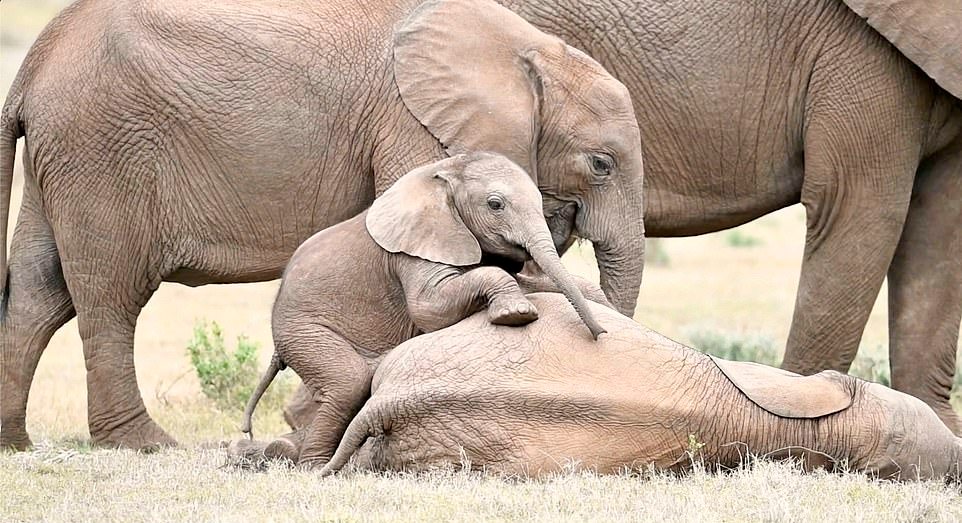 Слоненок играет со старшим братом на снимках