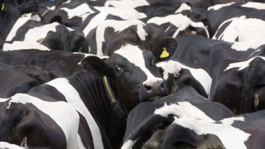 На американскую компанию подали в суд, потому что её коровы были несчастны