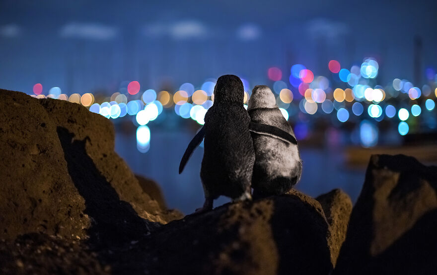 Трогательный снимок пингвинов покорил жюри конкурса Ocean Photography Awards. Фото