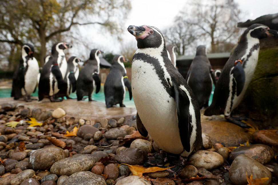 Жизнь животных в зоопарке. Лондонский зоопарк (London Zoo). Лондонский зоопарк пингвины. Пингвины в зоопарке. Лондонский зоопарк пляж пингвинов.