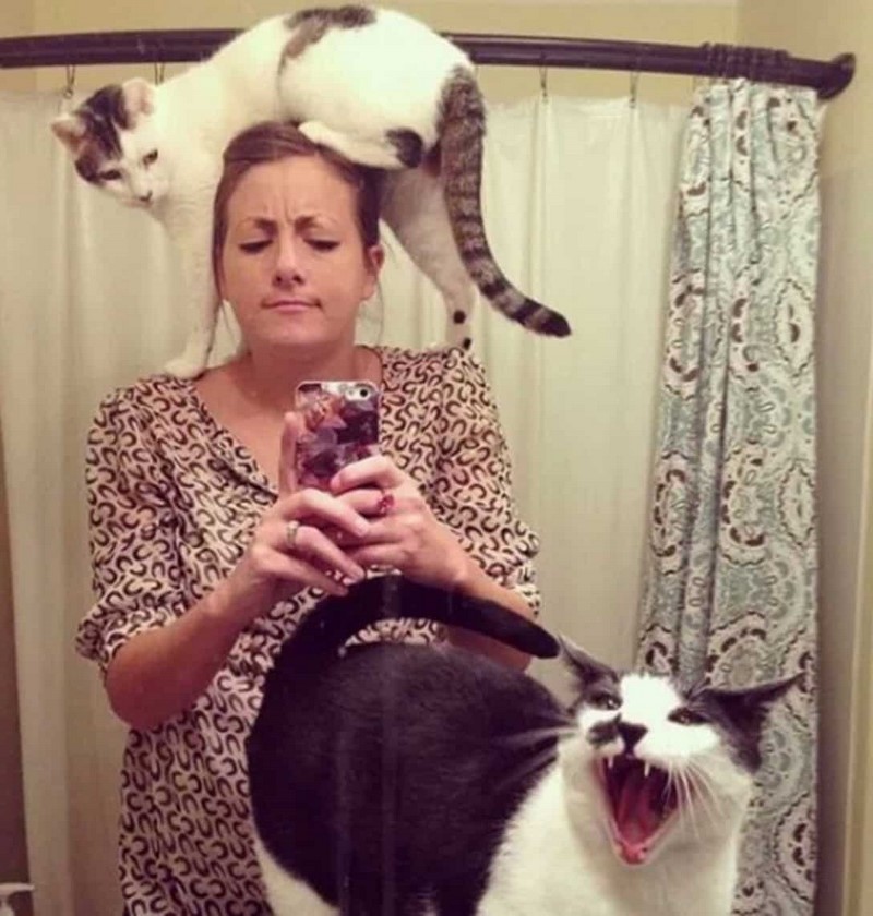 Подборка фото с котиками, для которых наглость — второе счастье. ФОТО