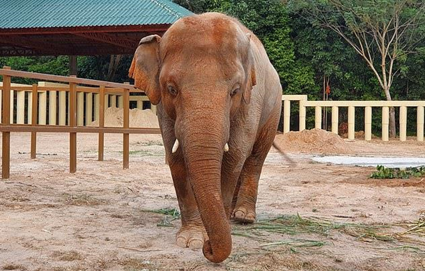 Самый одинокий слон в мире нашел подругу. ФОТО
