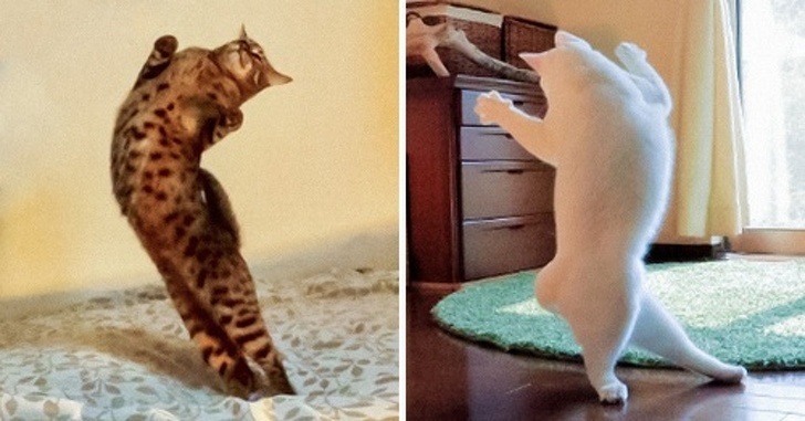 Веселые фото, на которых котики «сломались». ФОТО